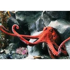 Pygmy Octopus 