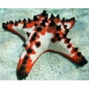 African Red Knob Starfish