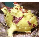 Assorted Frogfish