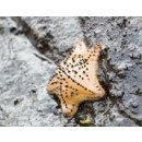 Chocolate Chip Sea Starfish