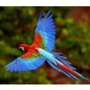 Green Winged Macaw 