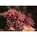 Horsetail Coraline Macro Algae