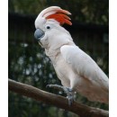 Moluccan Cockatoo 