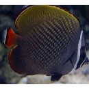 Pakistan Butterflyfish